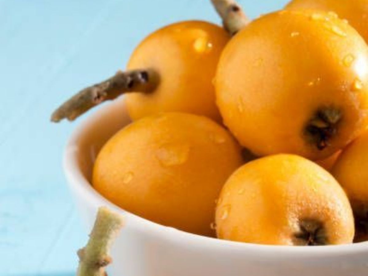 Loquat A Rich Source of Essential Nutrients - Photo Gallery