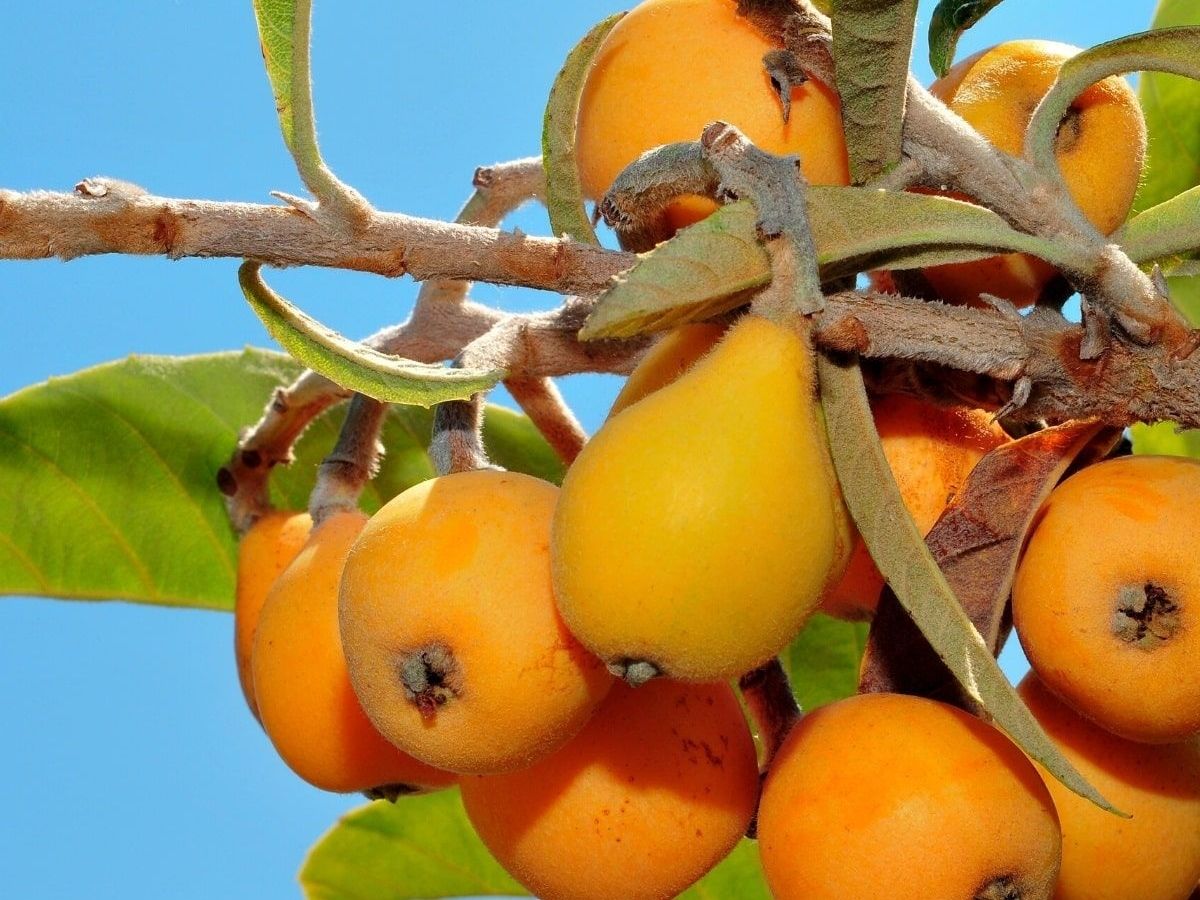Loquat Benefits for Better Digestion - Photo Gallery