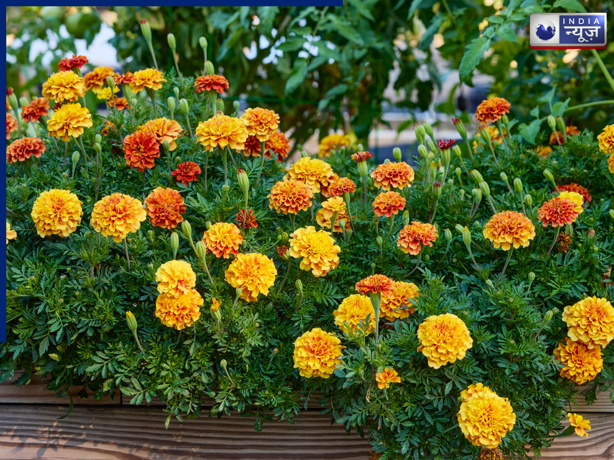 Marigold Plant - Photo Gallery