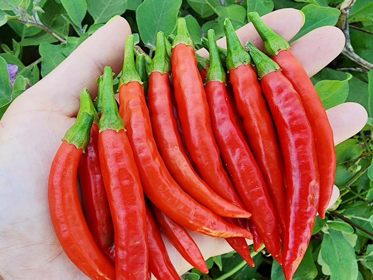 mathania chilli - Photo Gallery