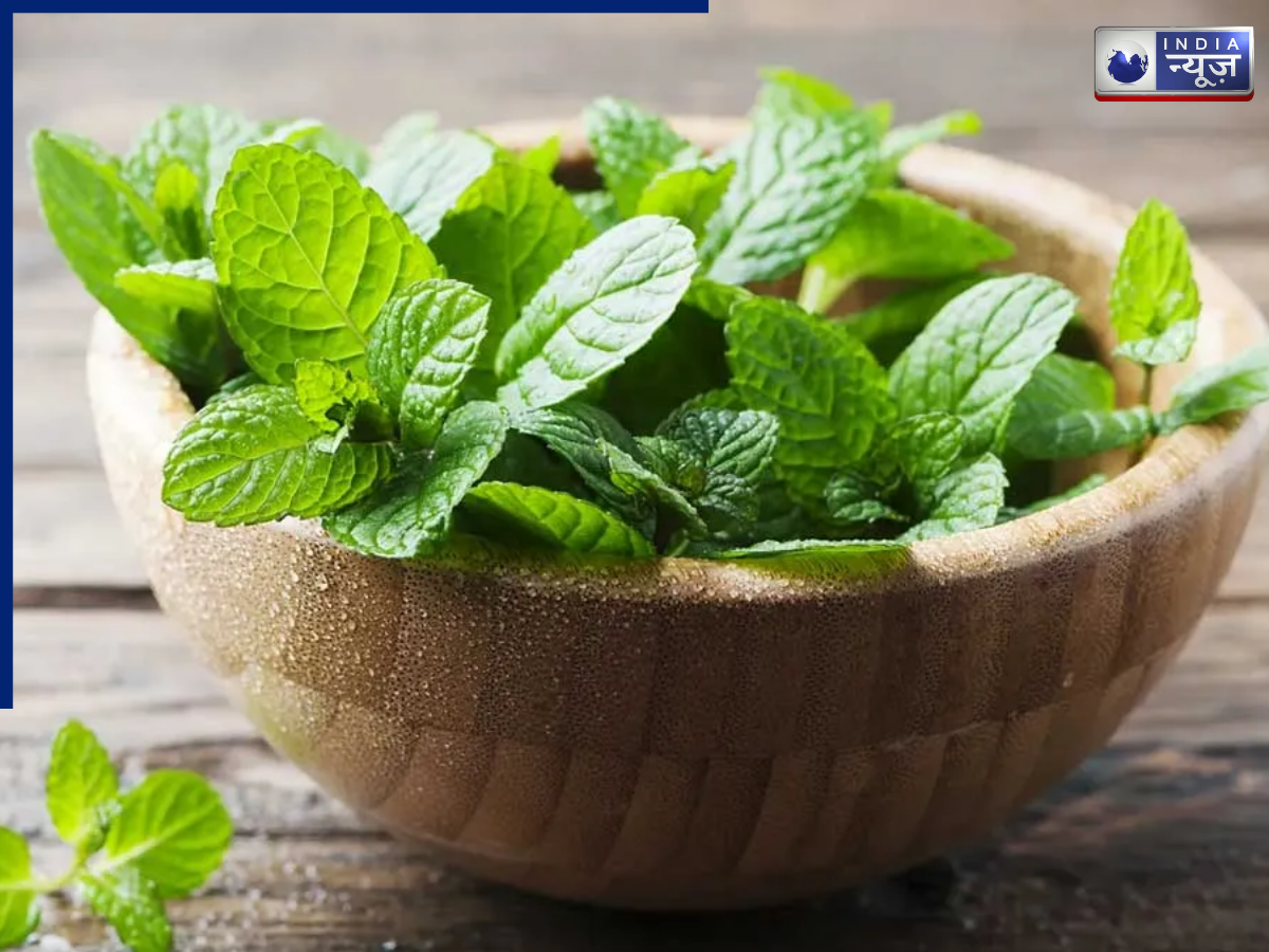 Mint Plant - Photo Gallery