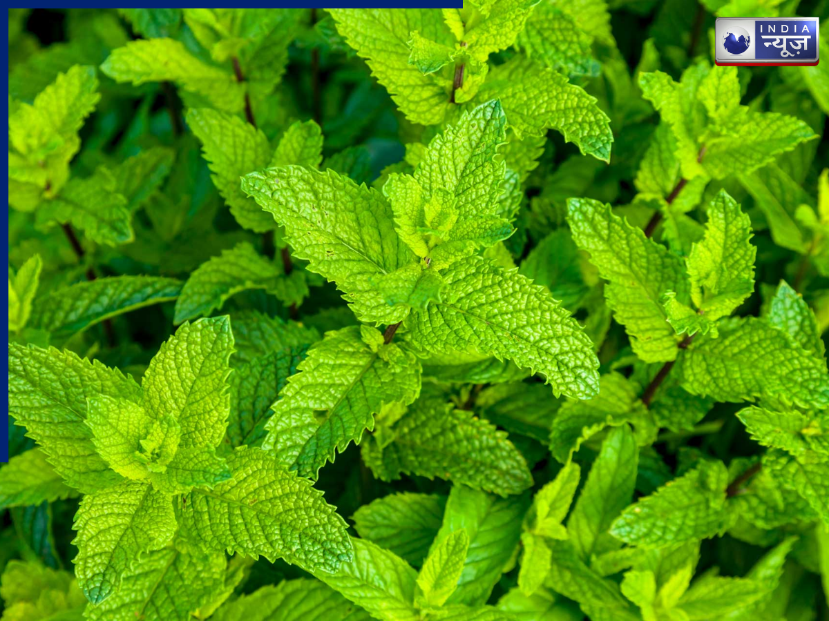 Mint and Tulsi will drive away mosquitoes - Photo Gallery