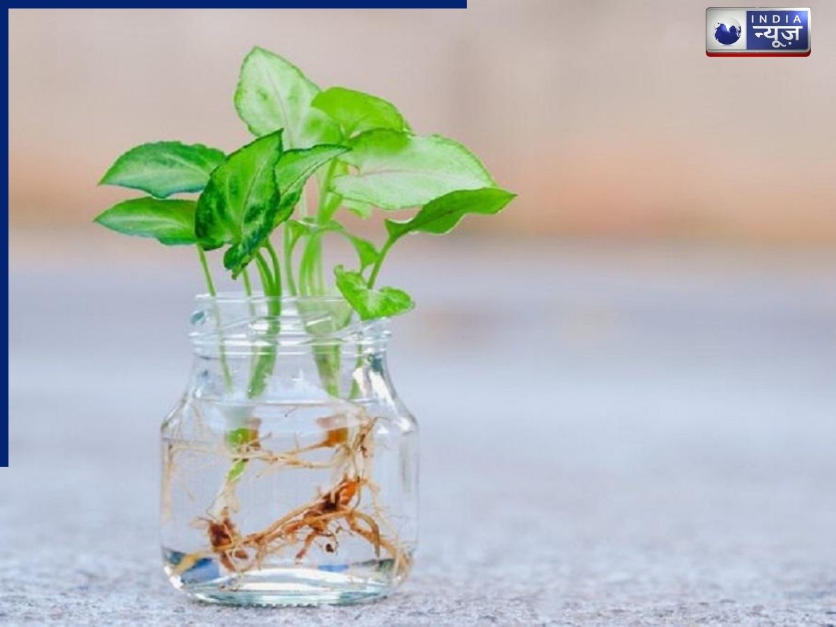 Money Plant - Photo Gallery