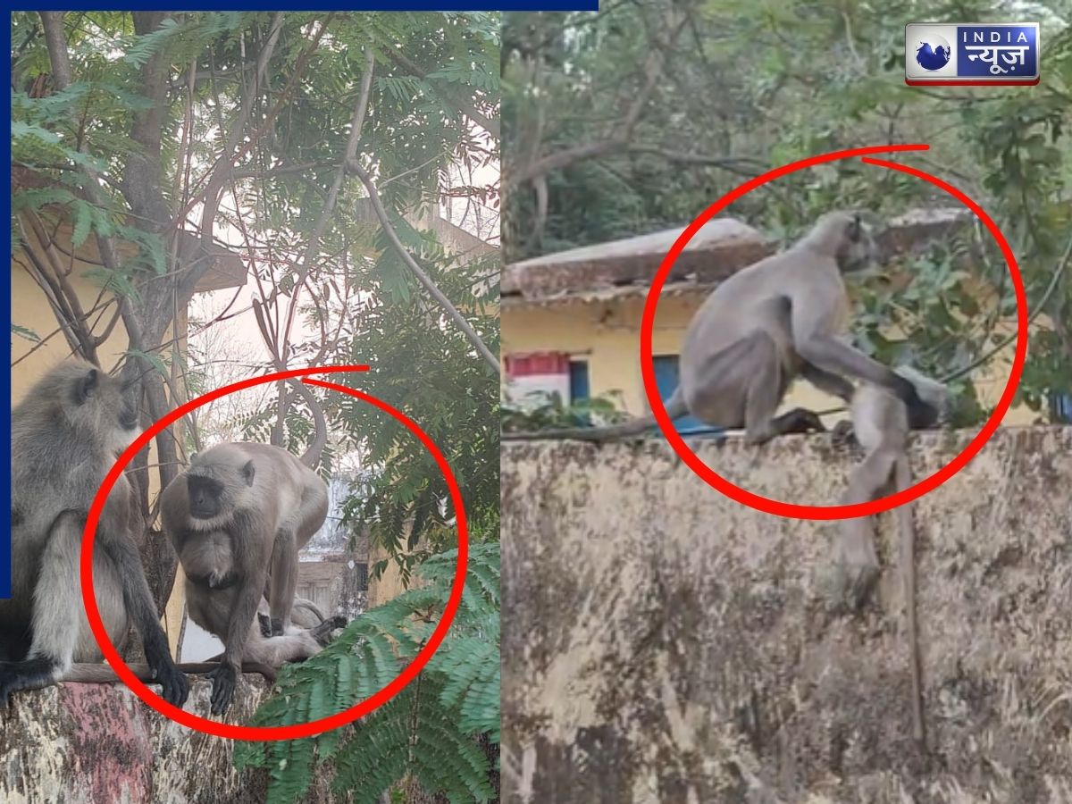 मरे बच्चे को सीने से लगाकर उसके उठने का इंतजार, शव छोड़ने को तैयार नहींं थी बंदरिया; वीडियो देख रो देंगे