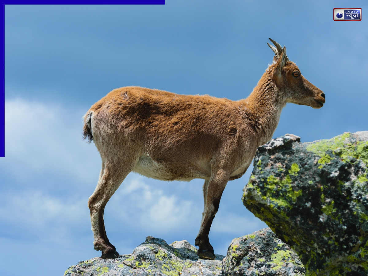 नमक चाटने के लिए पहाड़ों पर चढ़ जाती है ये अद्भुत बकरी, खड़ी दीवारों पर भी हो जाती हैं सीधी खड़ी