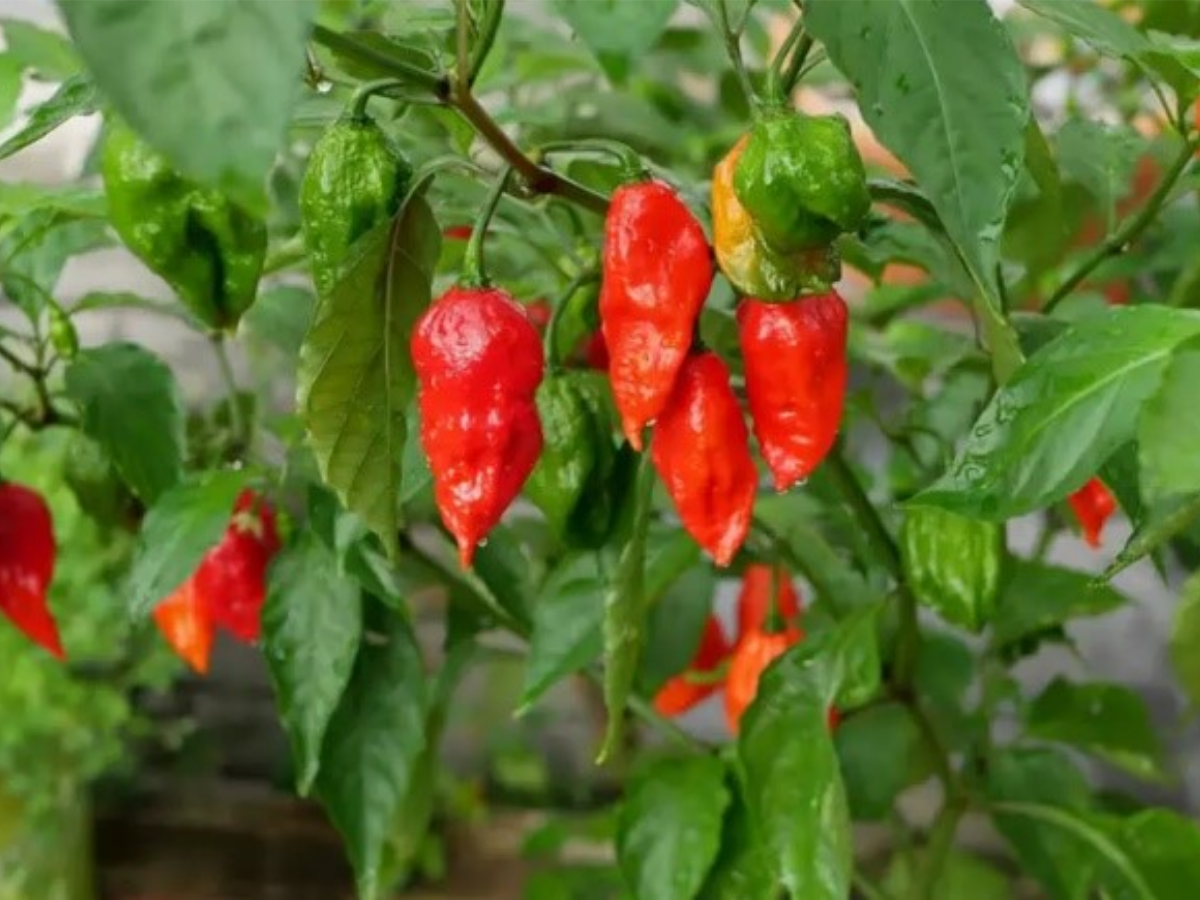 naga king - Photo Gallery