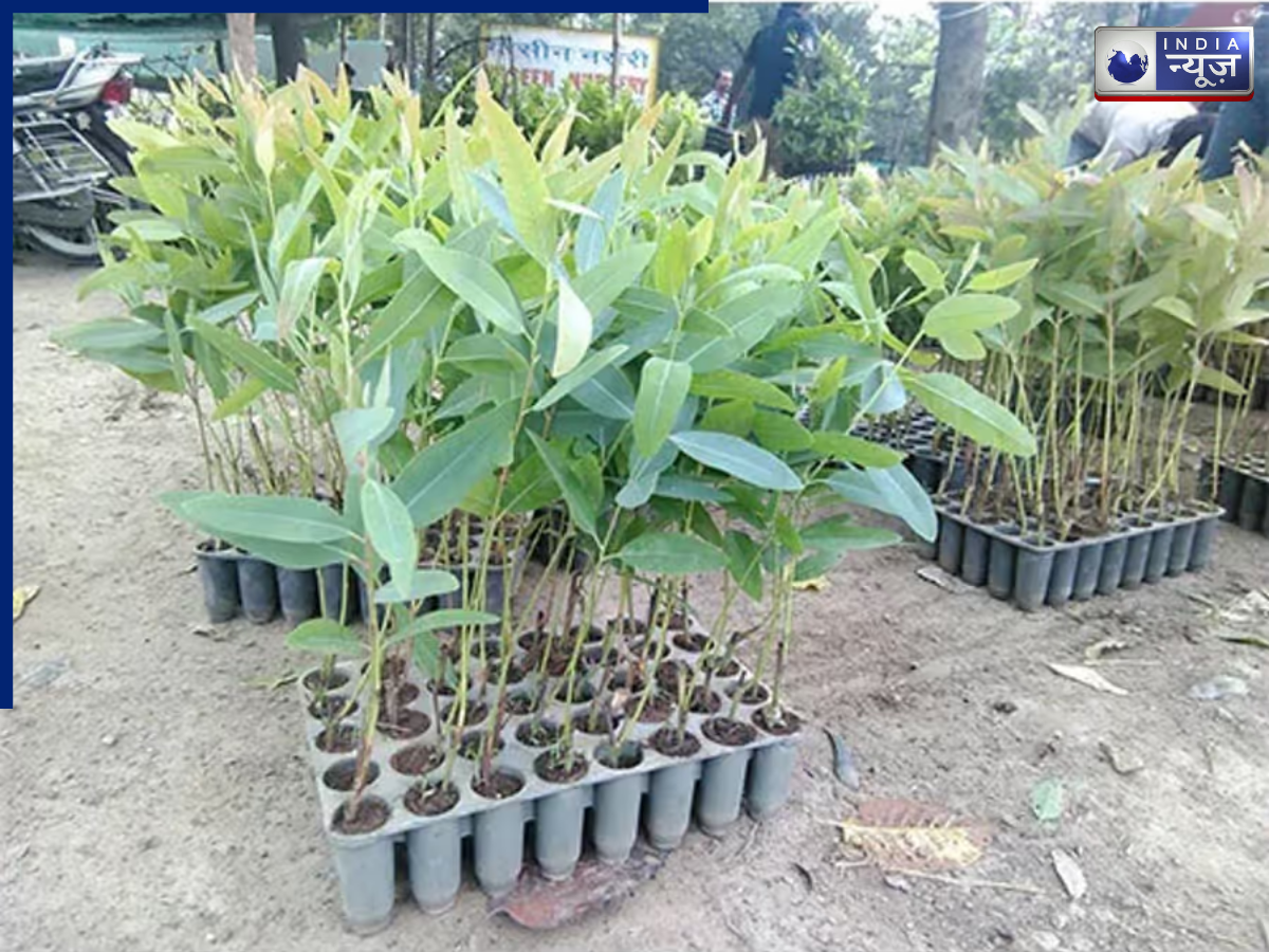 Nilgiri Plant - Photo Gallery