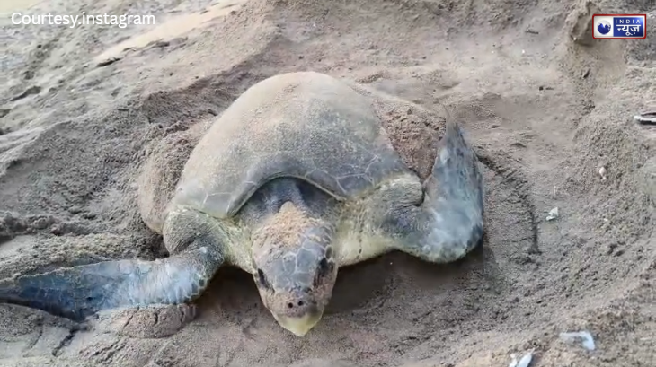 आखिर क्यों रात के अंधेरे में ही अंडे देती हैं मादा कछुए? चौंका देगा कुदरत का यह राज, 2 लाख कछुओं की परिंदों से बचाई जाएगी जान!