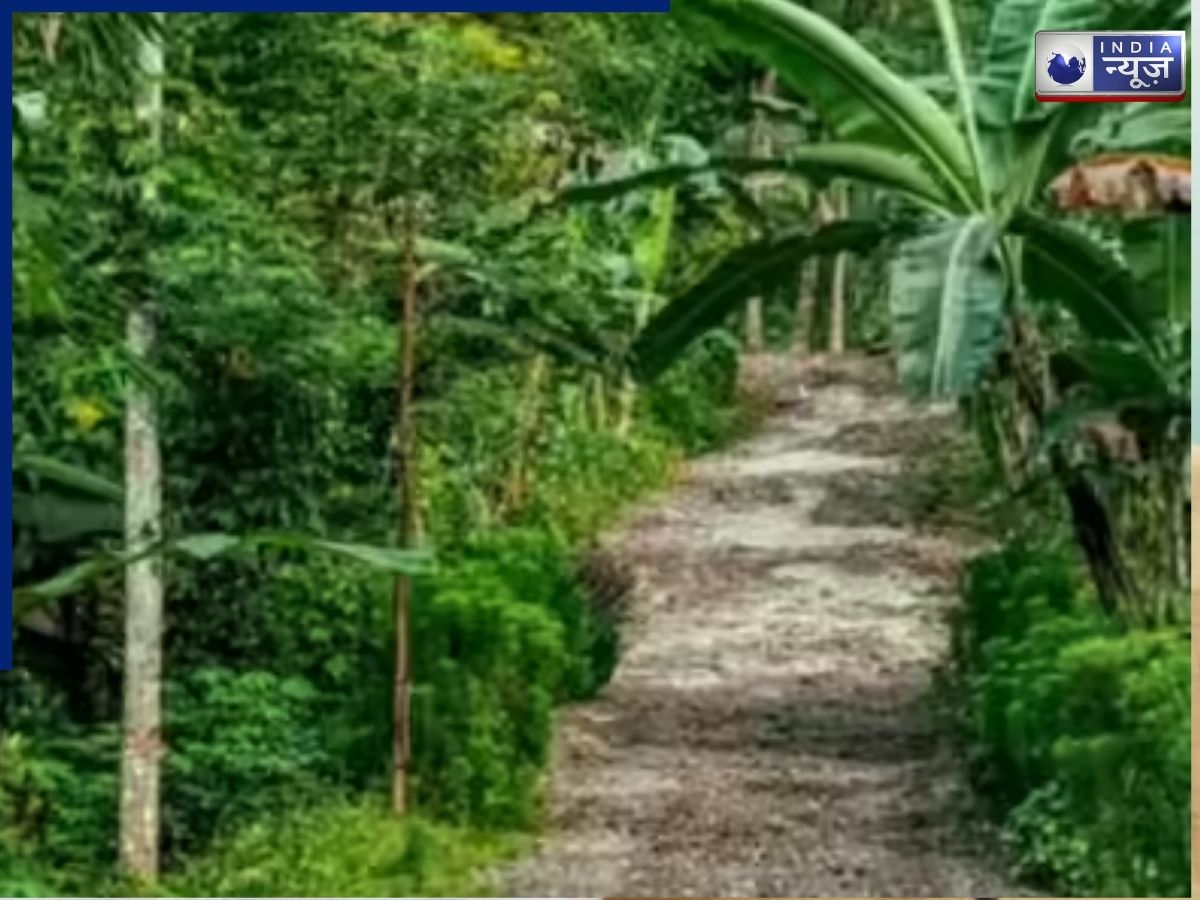 पेड़ों और पत्तों के बीच ऐसा छिपा है तोता कि अच्छे-अच्छे हो गए कन्फ्यूज, क्या आप इसे ढूंढ पाएंगे?