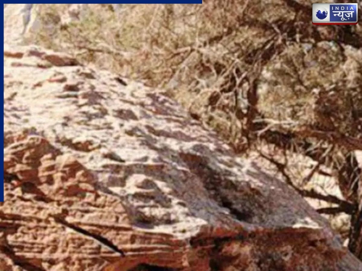 इस तस्वीर में छिपी बिल्ली को 12 सेकंड में ढूंढना हर किसी के बस की बात नहीं, क्या आप कर पाएंगे ये मुश्किल चैलेंज?