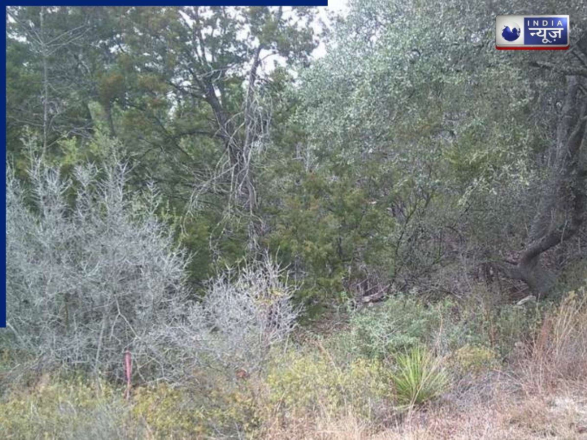 Optical Illusion Challenge: घने जंगल में छिपा है खतरनाक तेंदुआ,क्या आप 5 सेकंड में ढूंढ पाएंगे