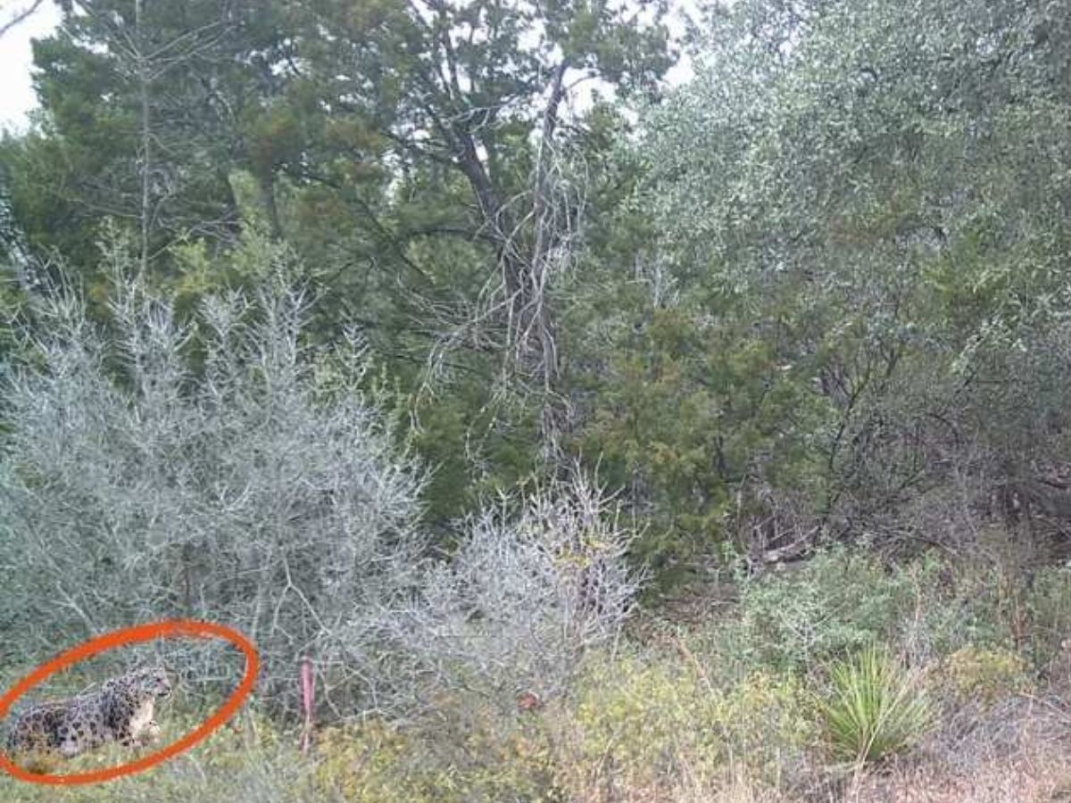 Optical Illusion Challenge 21