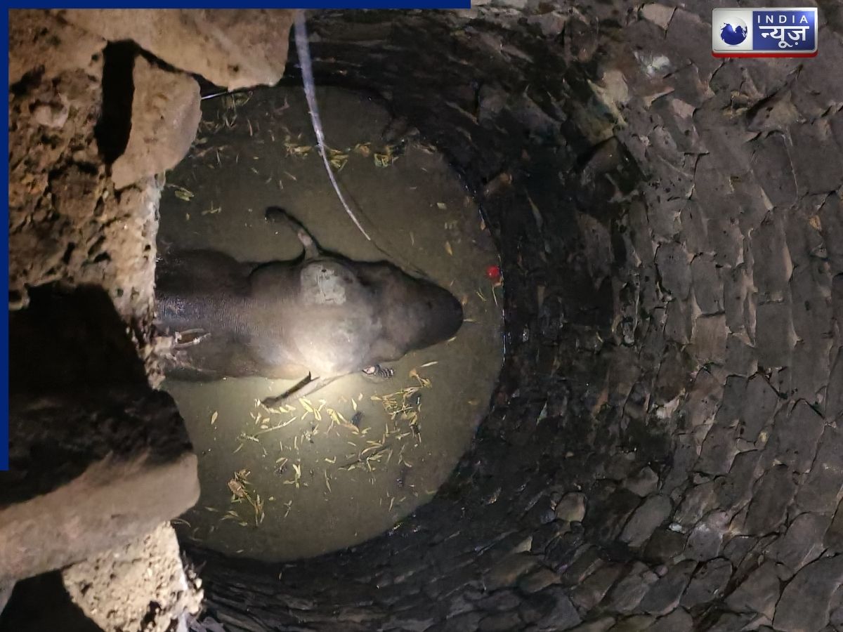 Elephant Viral Video: जब 30 फीट गहरे कुएं में गिरा हाथी… वन विभाग ने ऐसे सुरक्षित निकाला बाहर, वीडियो देख दंग रह जाएंगे आप