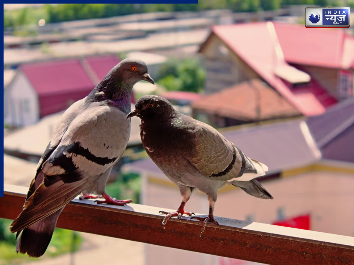 Why do pigeons enter the house? - Photo Gallery