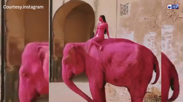 जयपुर में ‘गुलाबी’ हाथी पर मचा बवाल, रूसी फोटोग्राफर ने फोटोशूट के लिए रंगा हाथी भड़के लोग, यह कला नहीं क्रूरता है!