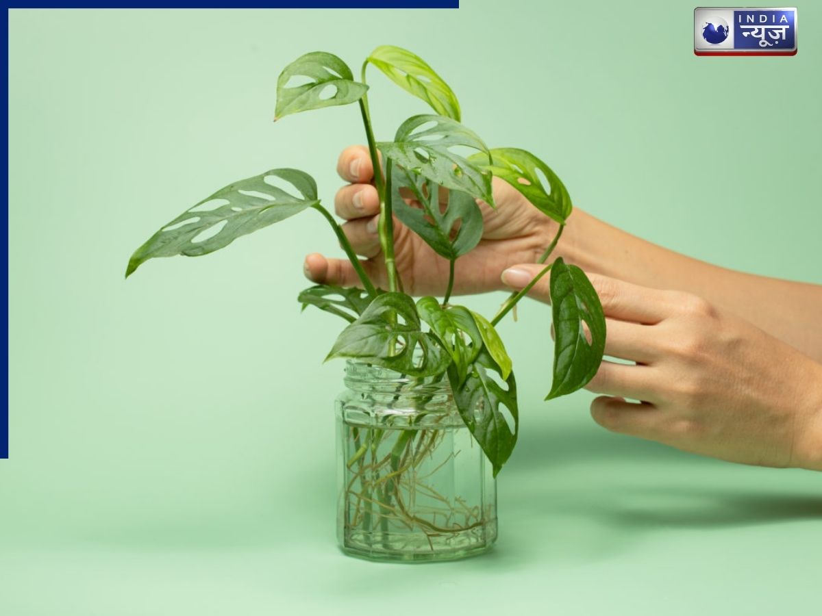 Plant a Monstera - Photo Gallery