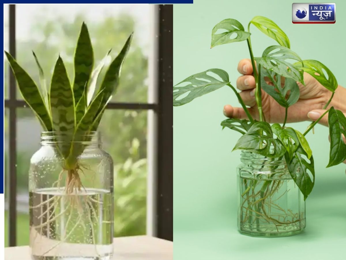 बिना मिट्टी के पानी में उगाएं ये खूबसूरत पौधे, बिना झंझट के बनेगा खूबसूरत गाार्डन
