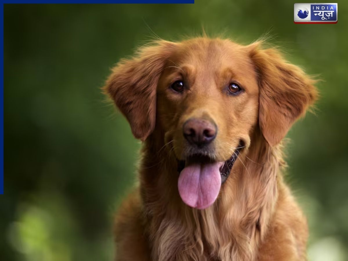 Dog Viral Video: इंटरनेट की दुनिया का नया सितारा, कुत्ते के इस मजेदार वीडियो को देखने के बाद आपकी भी थकान हो जाएगी दूर!