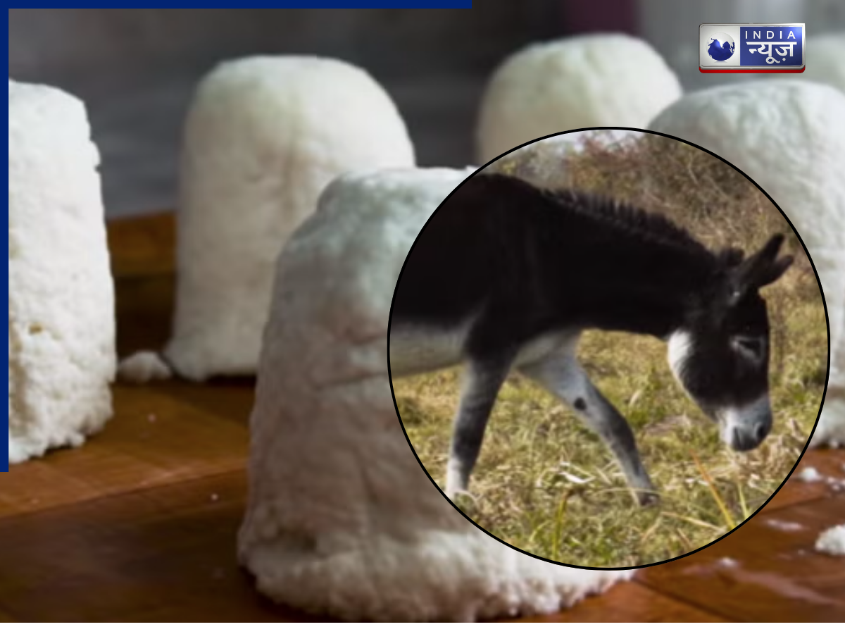80,000 रु. में 1 किलो पनीर; गाय, भैंस नहीं बल्कि इस पशु के दूध से बनता है अमीरों का खास पनीर, नाम जानकर रह जाएंगे हैरान!
