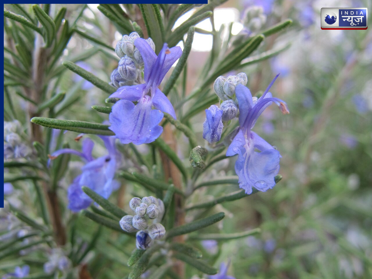 Rosemary Plant - Photo Gallery