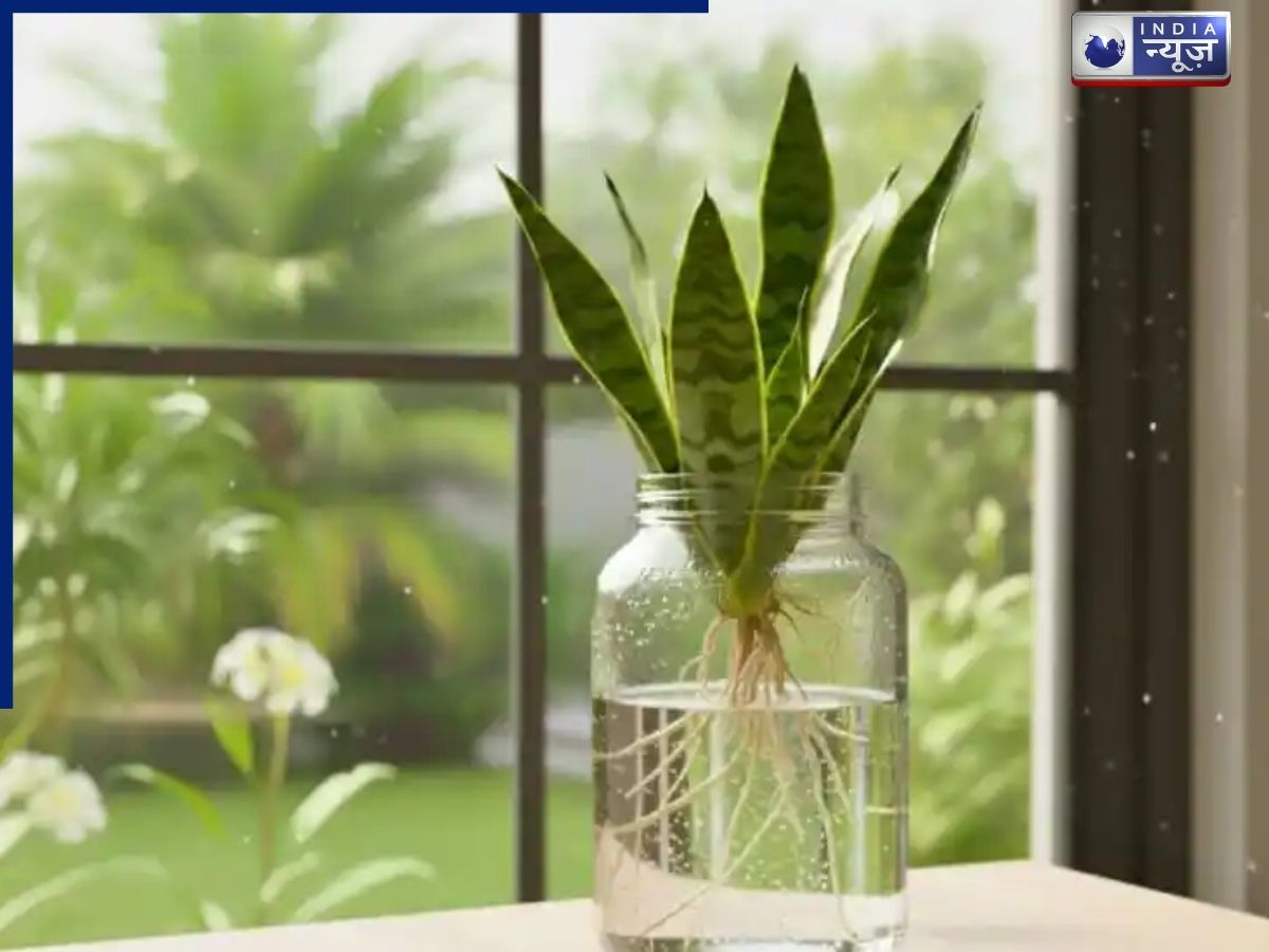 Snake Plant - Photo Gallery