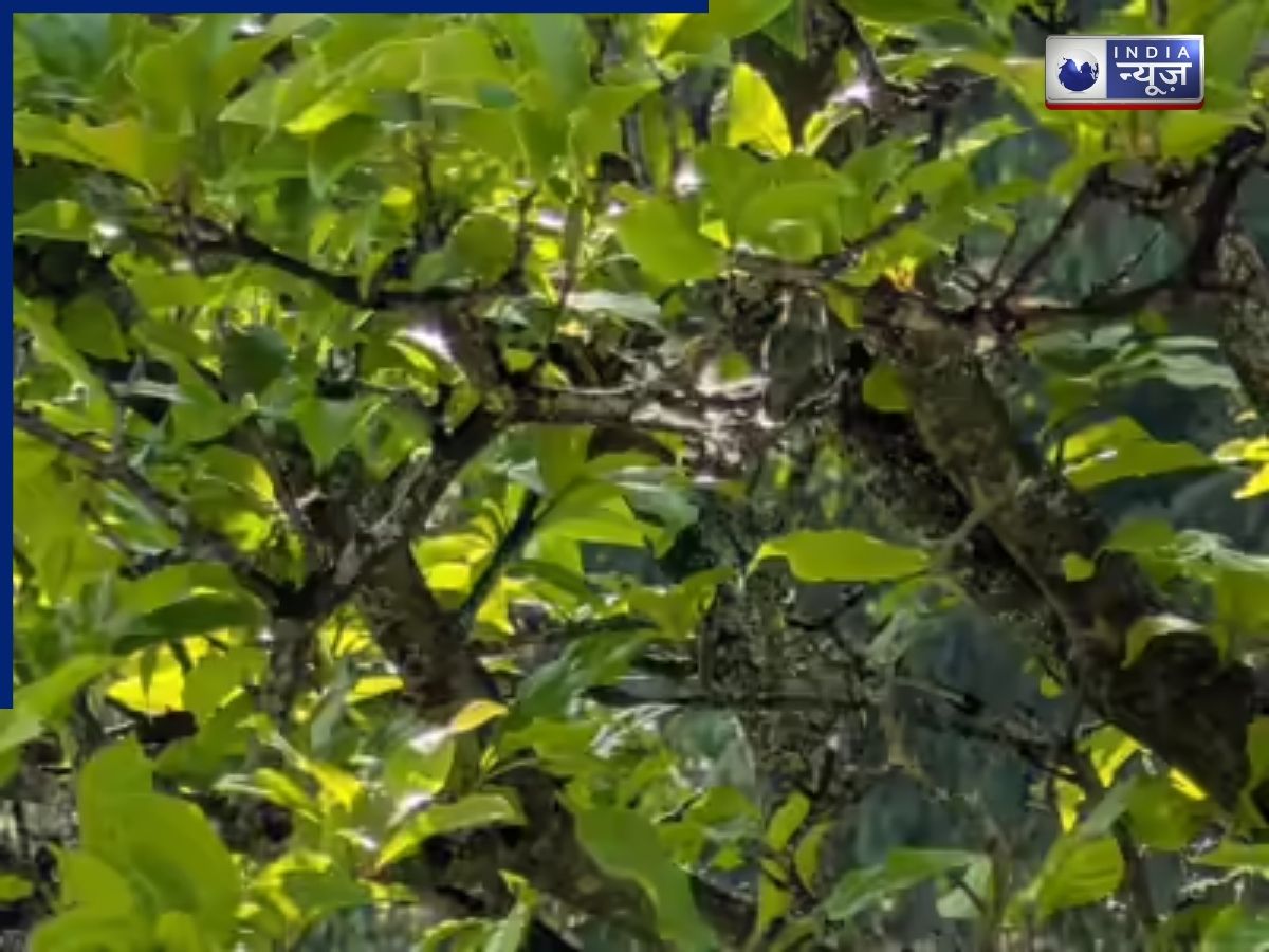 Optical Illusion: 99% लोग हार मान चुके हैं! क्या आप इस मुश्किल ऑप्टिकल इल्यूजन में छिपी हमिंगबर्ड को ढूंढ पाएंगे?