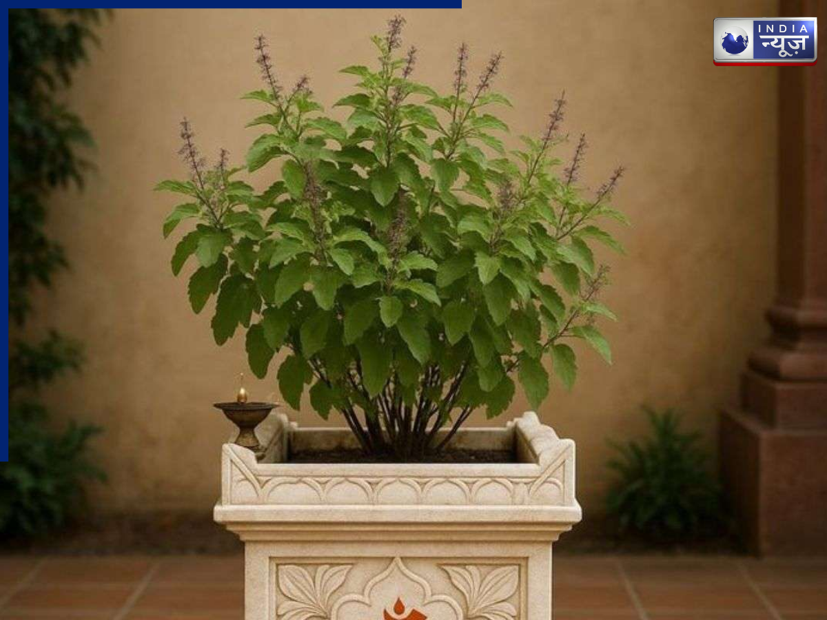 Tulsi Plant - Photo Gallery