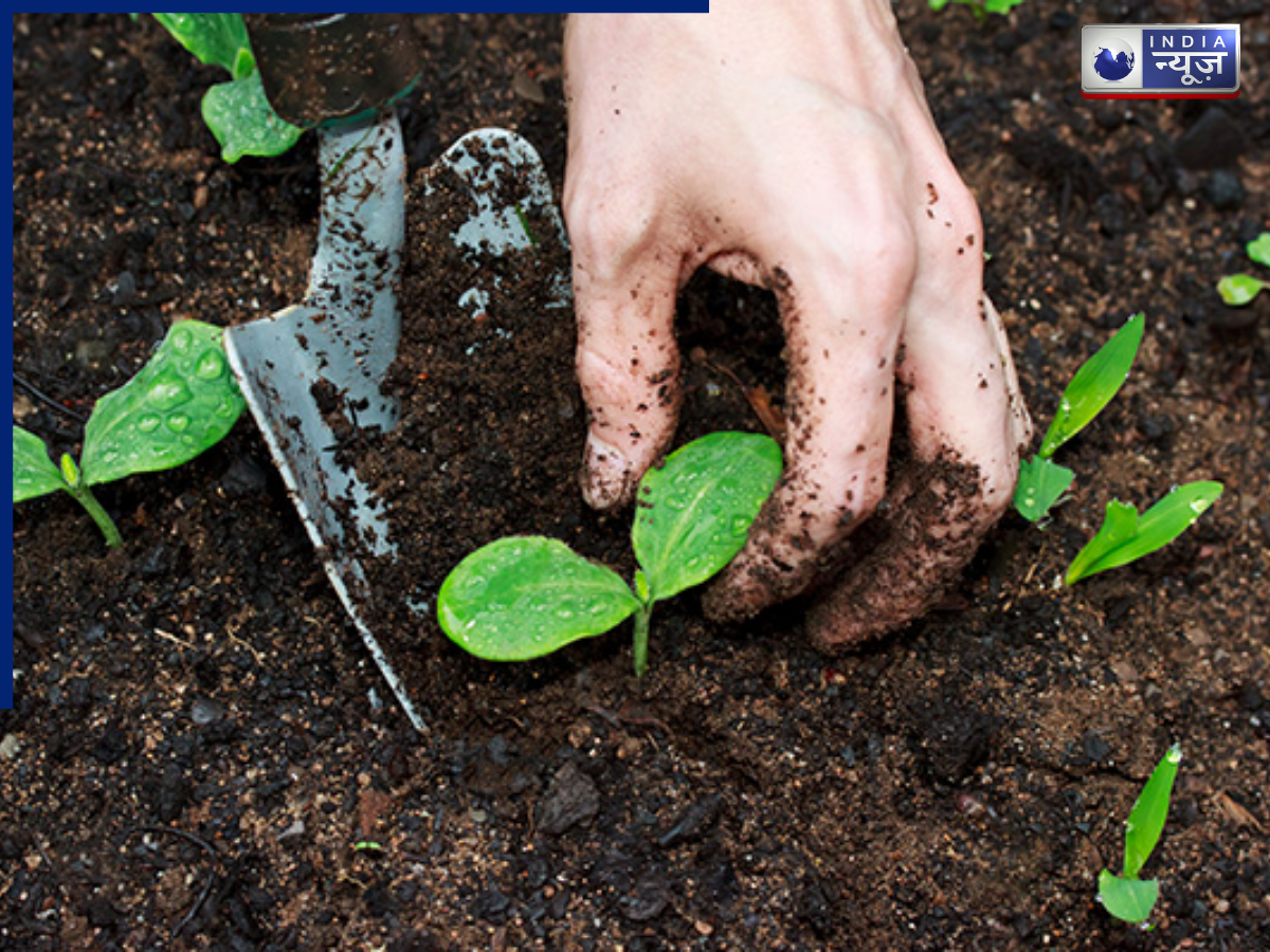 Use as fertilizer for plants - Photo Gallery