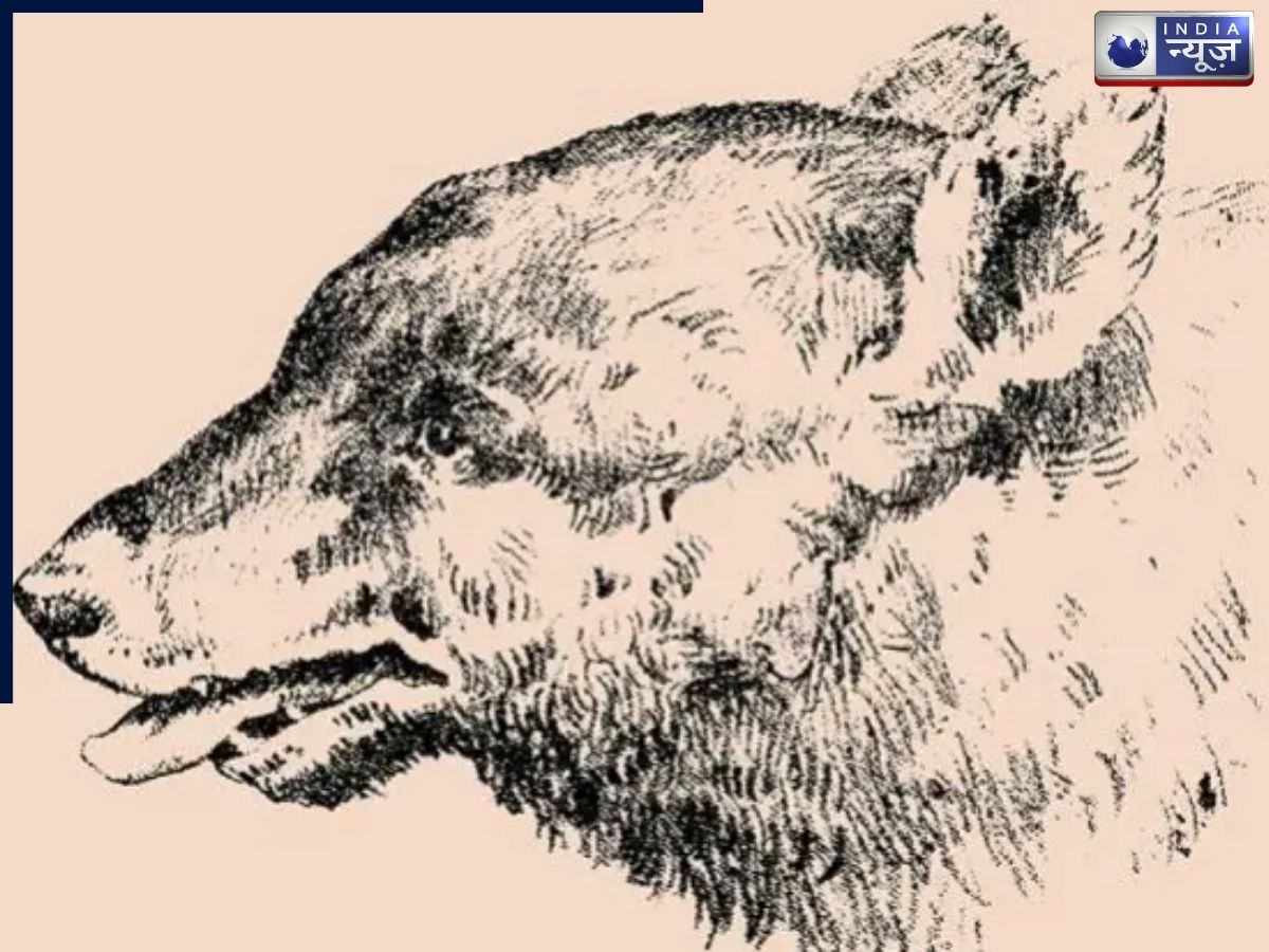 सामने दिख रहा है सिर्फ भालू…लेकिन तस्वीर में छिपा है शिकारी! क्या 20 सेकंड में पकड़ पाएंगे ये राज?