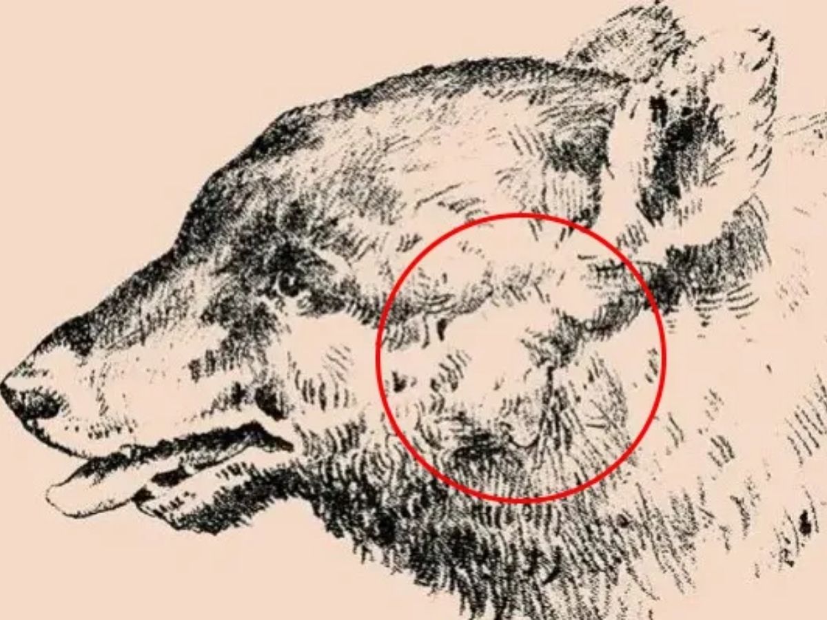 viral optical illusion challenge 3 viral optical illusion challenge 3