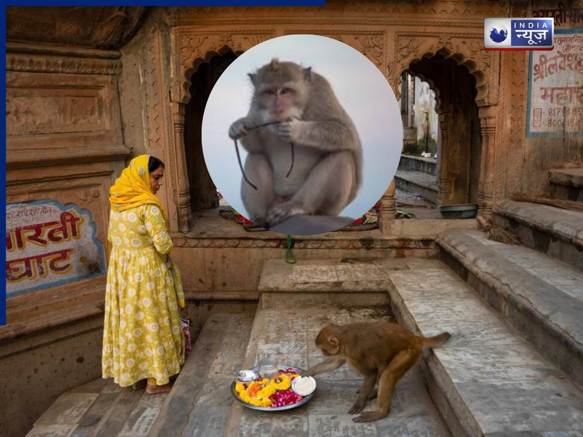 राष्ट्रपति के दौरे से पहले वृंदावन में चश्मा छीनने वाले बंदरों से जंग, प्रशासन ने निकाला जबरदस्त आइडिया