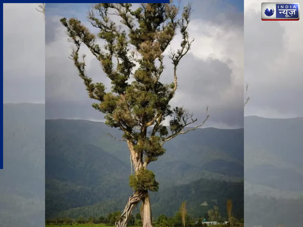 150 साल से अकेला खड़ा है ‘वॉकिंग ट्री’, Lord of The Rings के एंट्स से क्या है इस अनोखे पेड़ का रिश्ता?