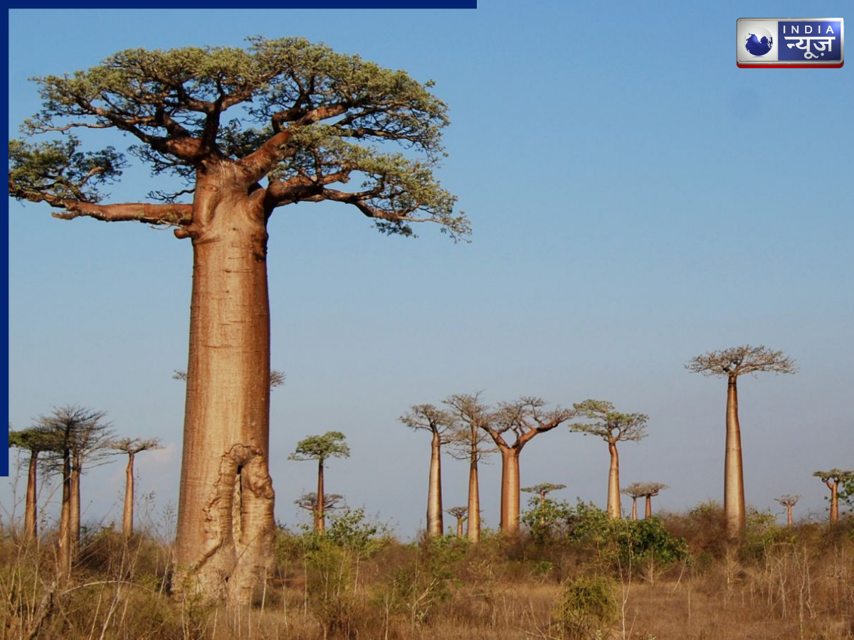 Where is Baobab tree found? - Photo Gallery