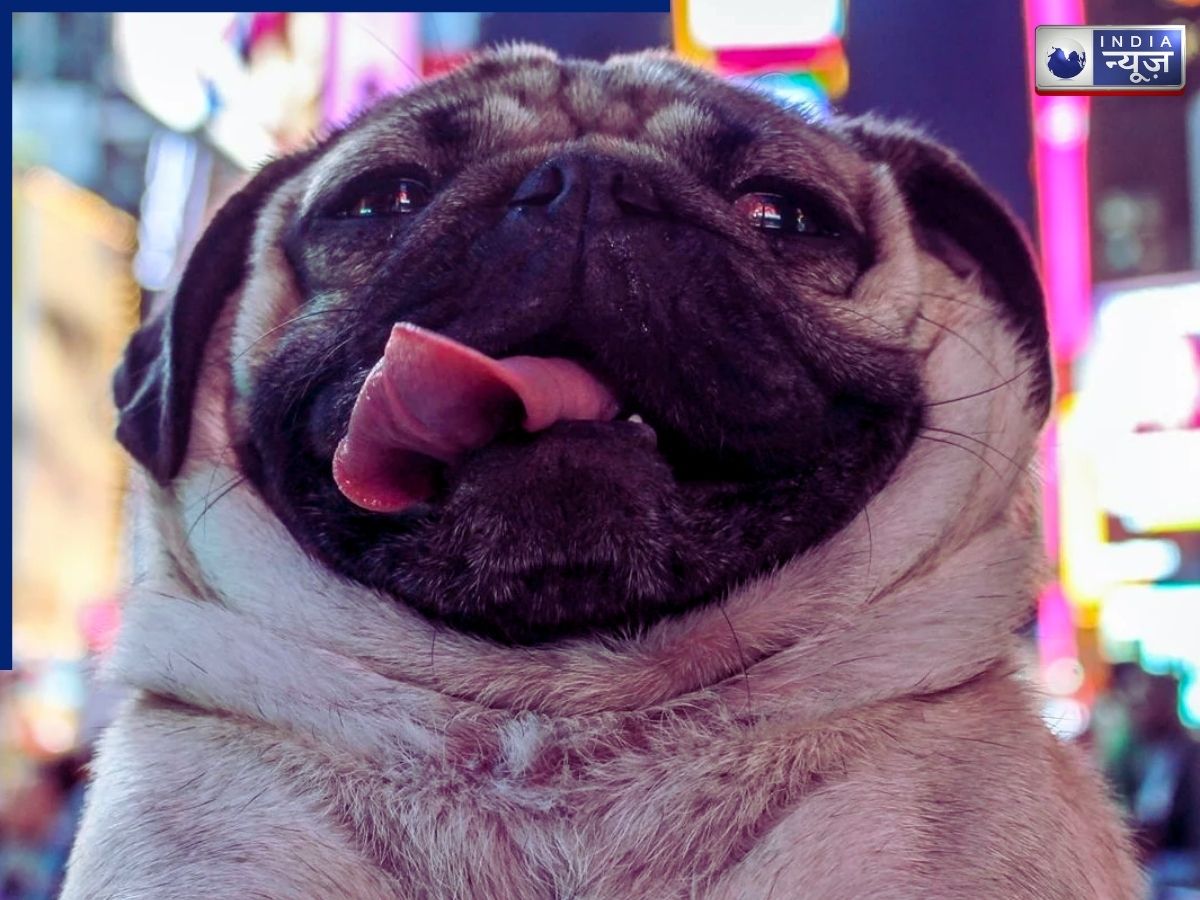 Doug the Pug has millions of fans - Photo Gallery