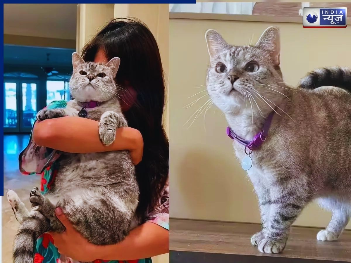 Nala Cat has Instagram followers - Photo Gallery