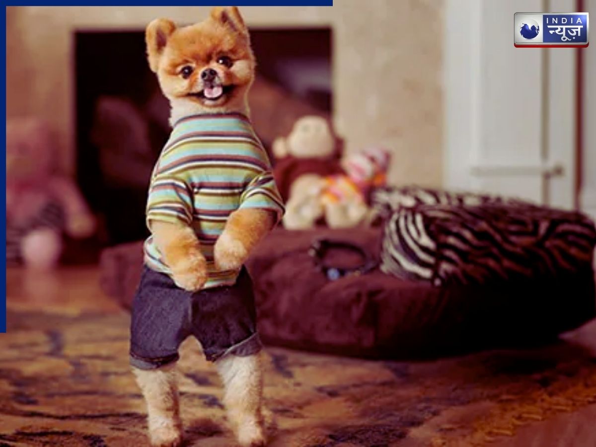 Jiffpom craze on social media - Photo Gallery