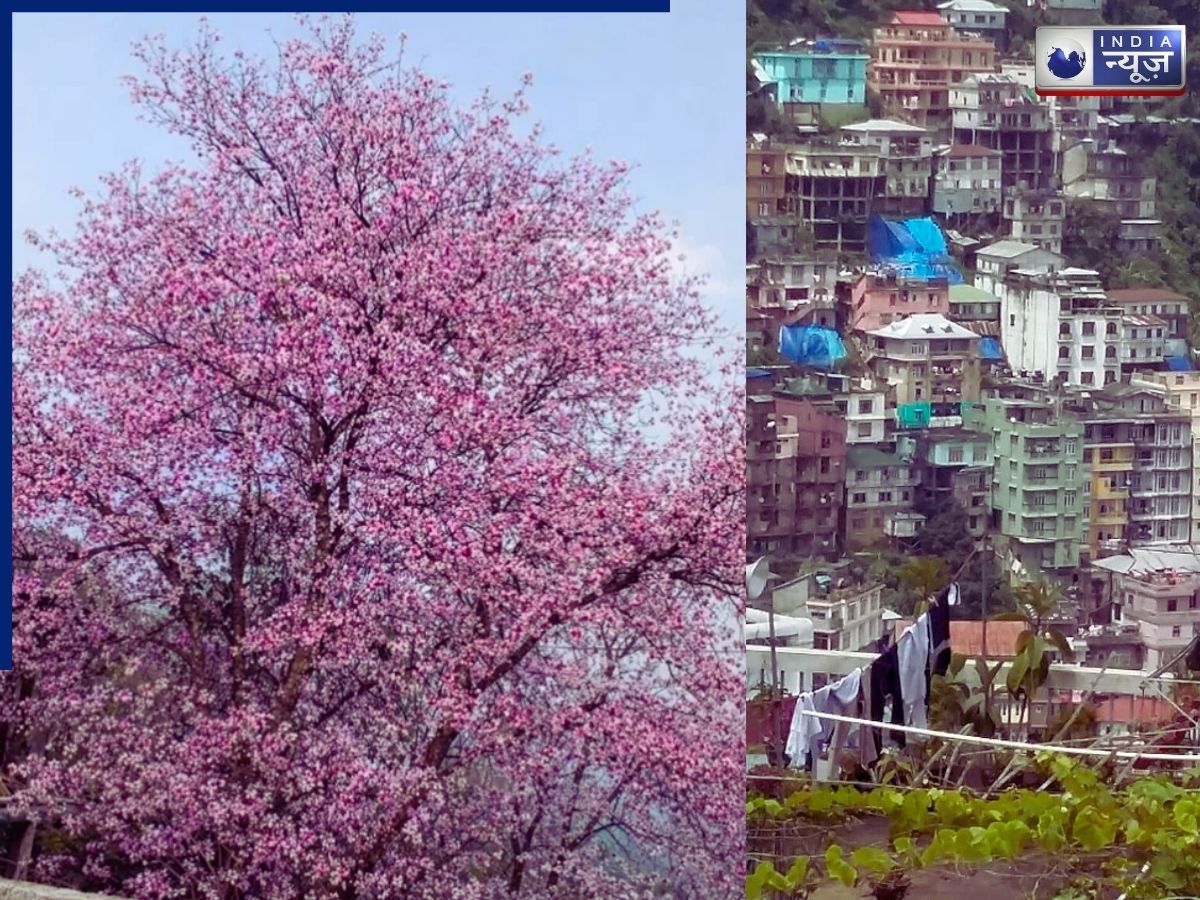 People honk only when necessary - Photo Gallery