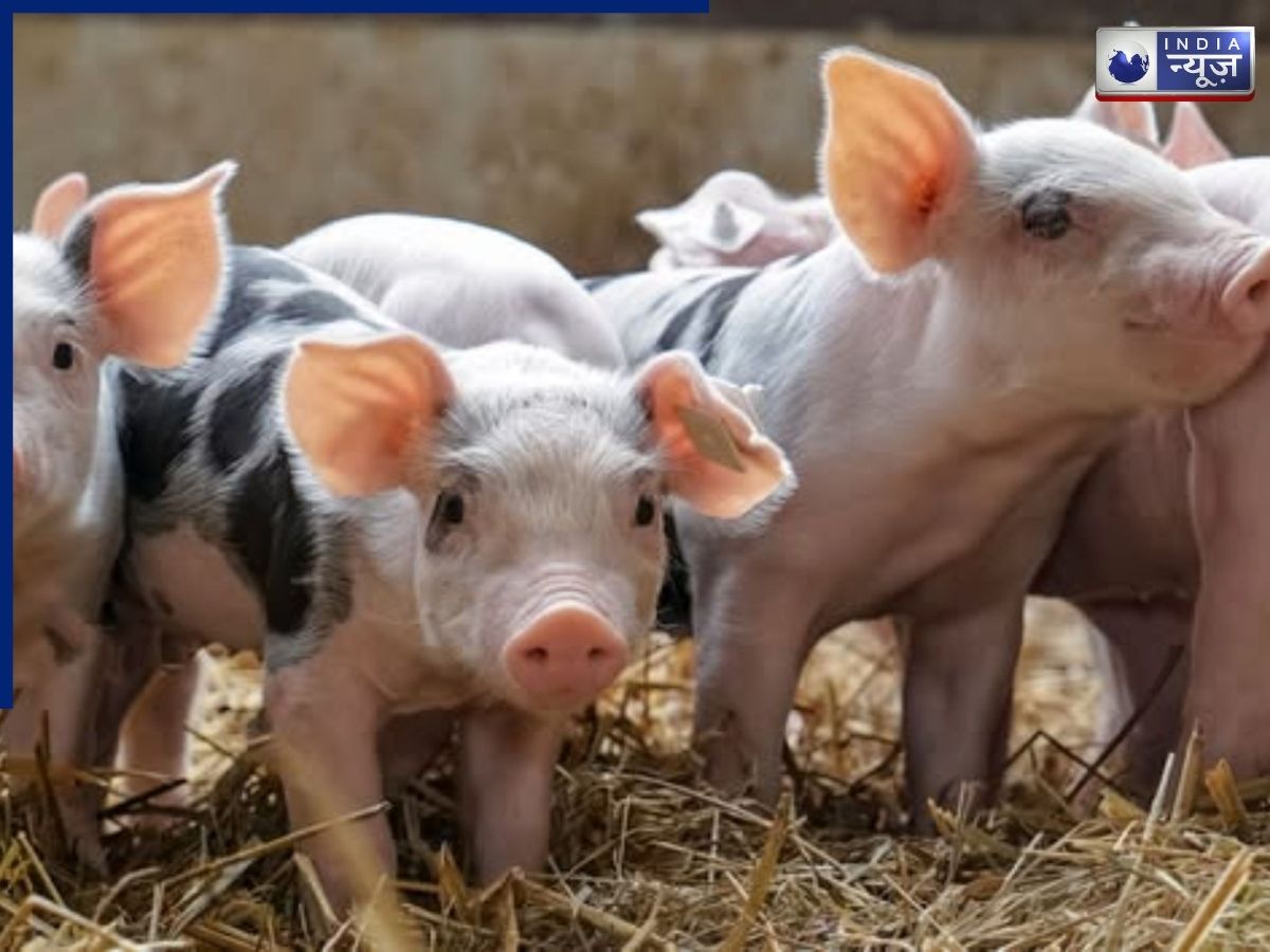 Viral Video: दिल्ली में हिंदू परिवार आखिर क्यों पाल रहे हैं सूअर? हैरान करने वाली है पीछे की वजह