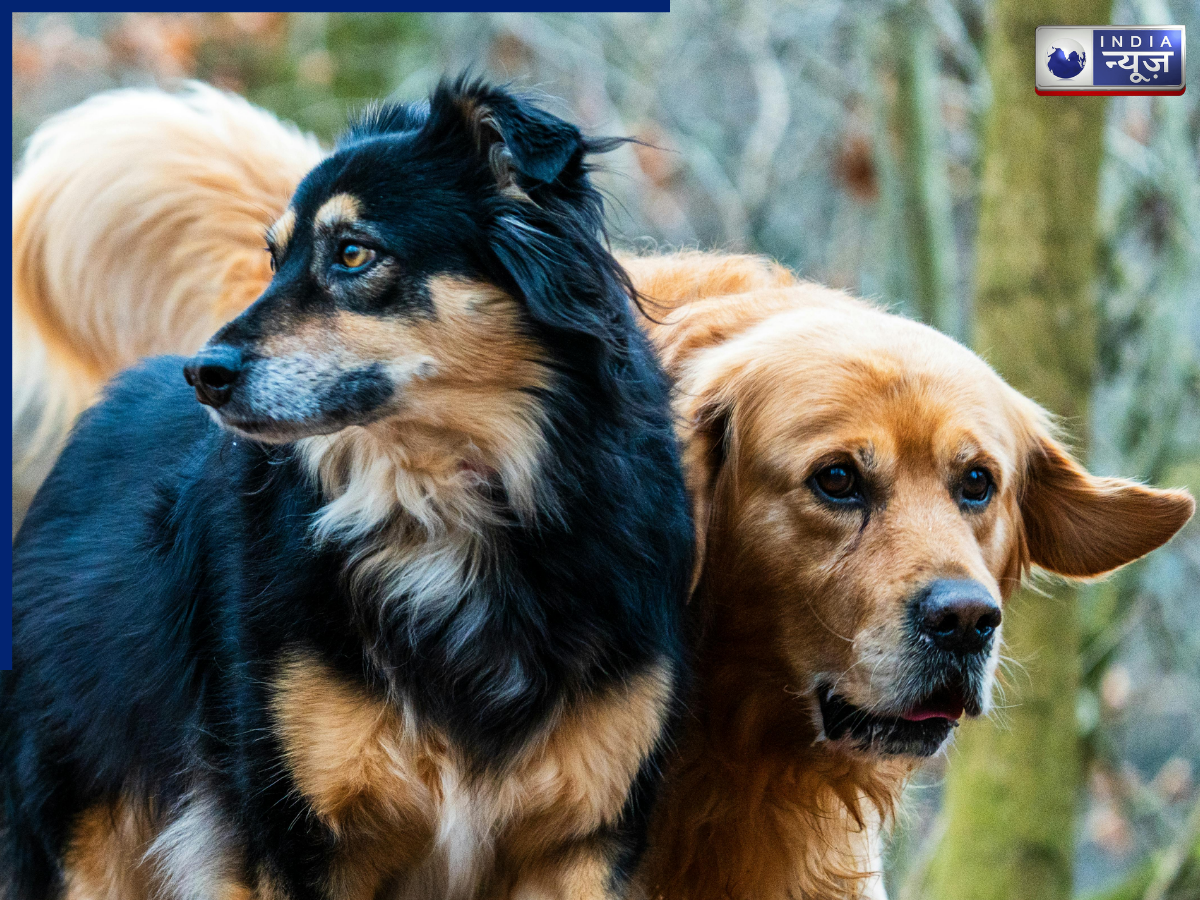 कुत्ते का रात में रोना, अपशकुन या इसके पीछे छिपा है विज्ञान? टीचर ने खोला राज, वीडियो वायरल