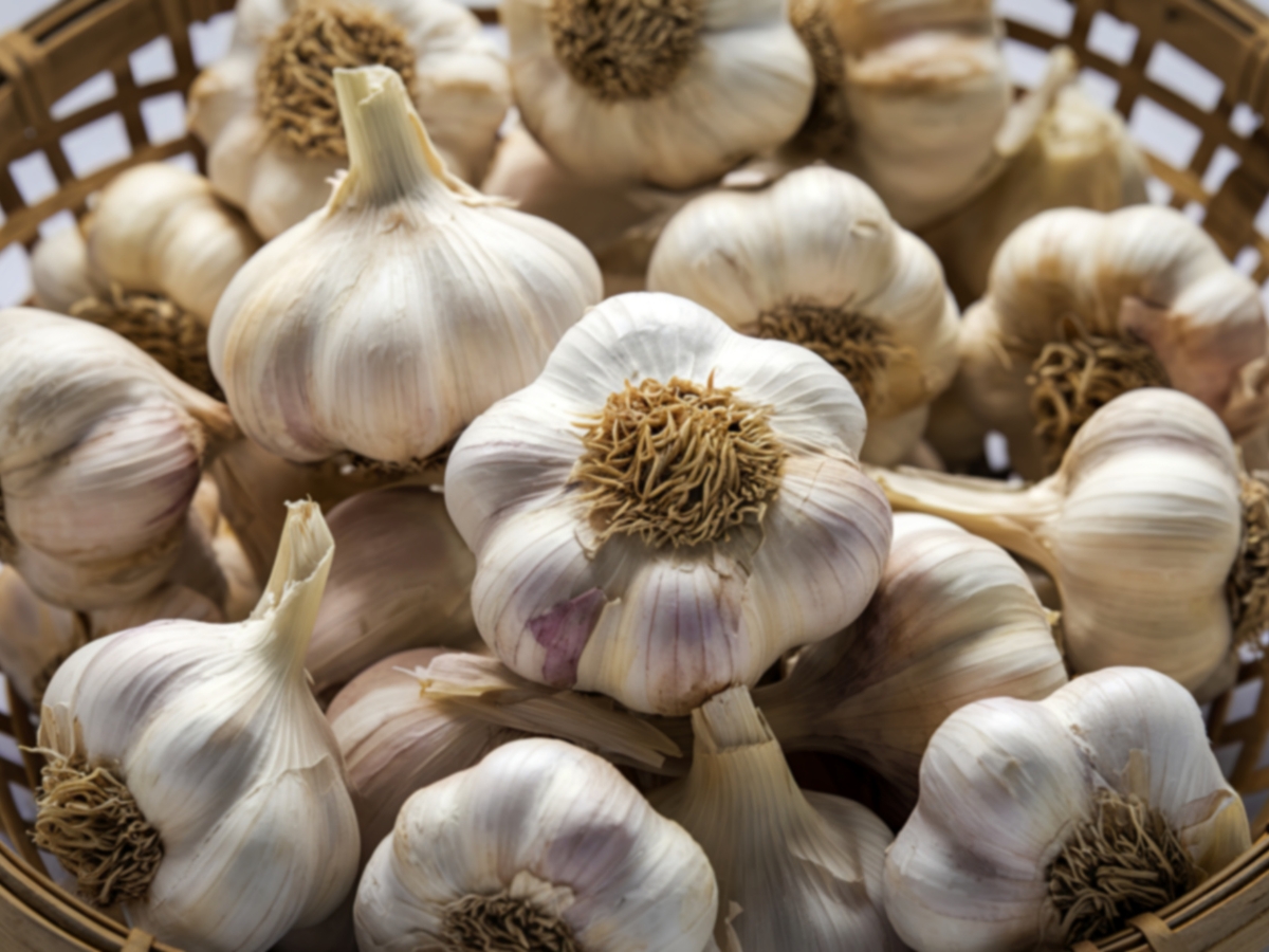 How to Store Garlic - Photo Gallery