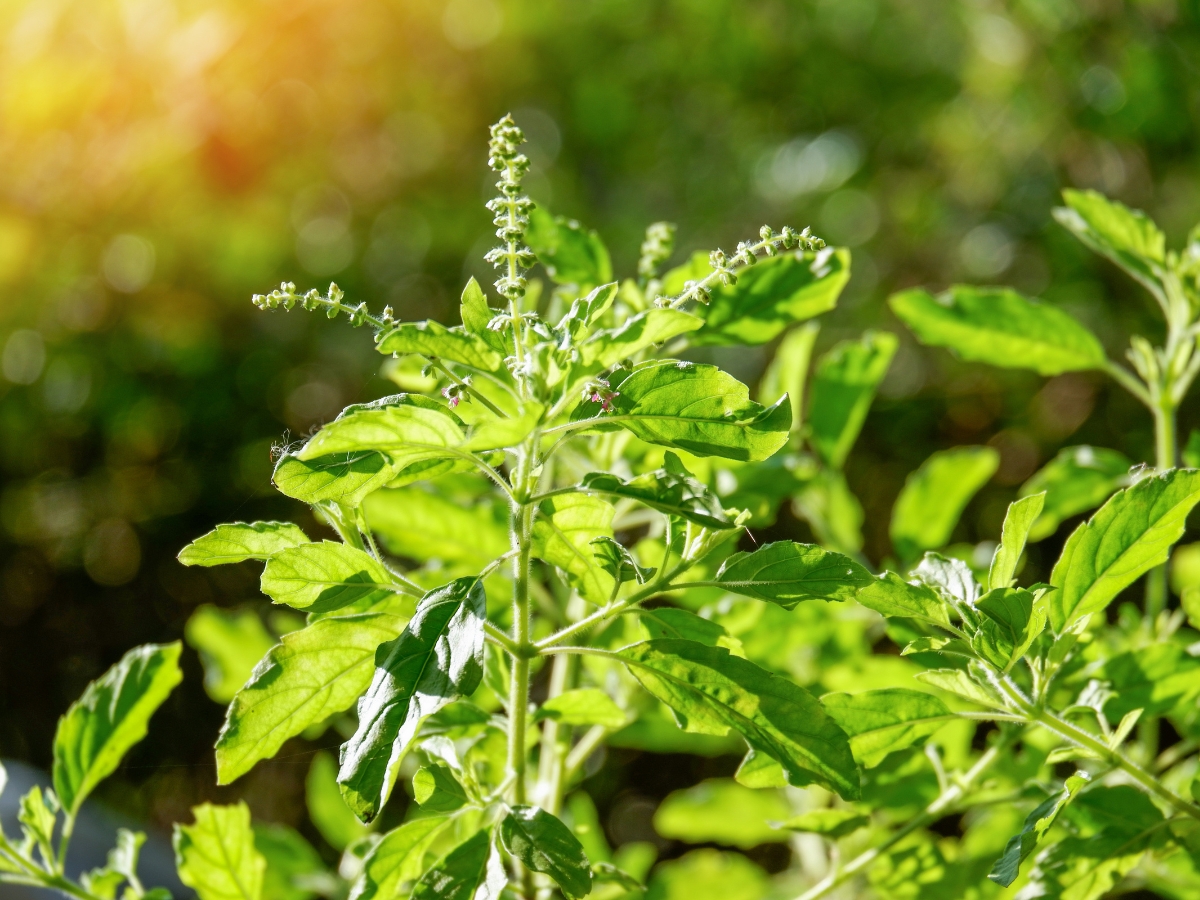 Tulsi relieves restlessness. - Photo Gallery