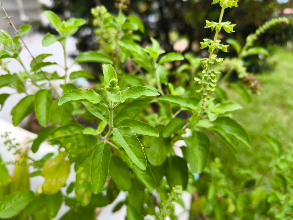 Tie a dried Tulsi stick to the main door. - Photo Gallery