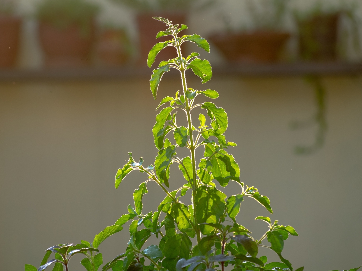 Use in havan - Photo Gallery