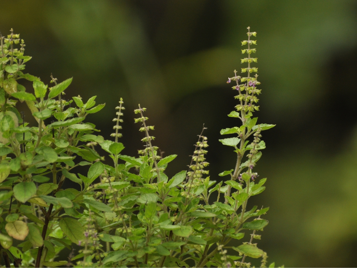 Dried Tulsi flowers will bring prosperity. - Photo Gallery