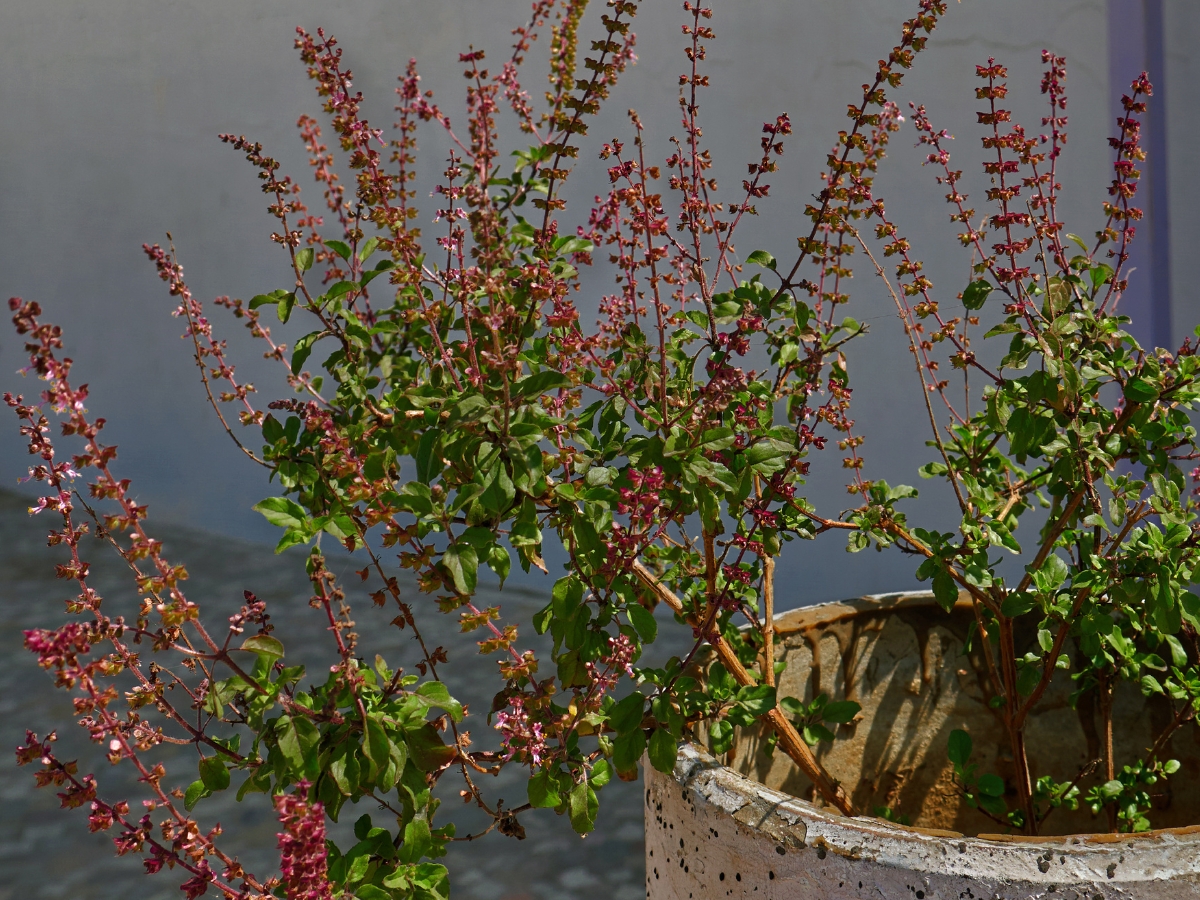 Place the wood in the temple. - Photo Gallery