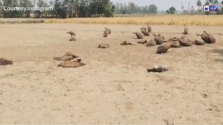 लखीमपुर खीरी में ‘फूड पॉइजनिंग’ ने ली 25 गिद्धों की जान, कुत्तों के शव खाते ही एक-एक कर जमीन पर गिरने लगे आसमान के राजा!