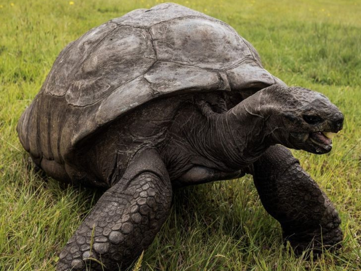 The Governor of Saint Helena Island's Pet - Photo Gallery