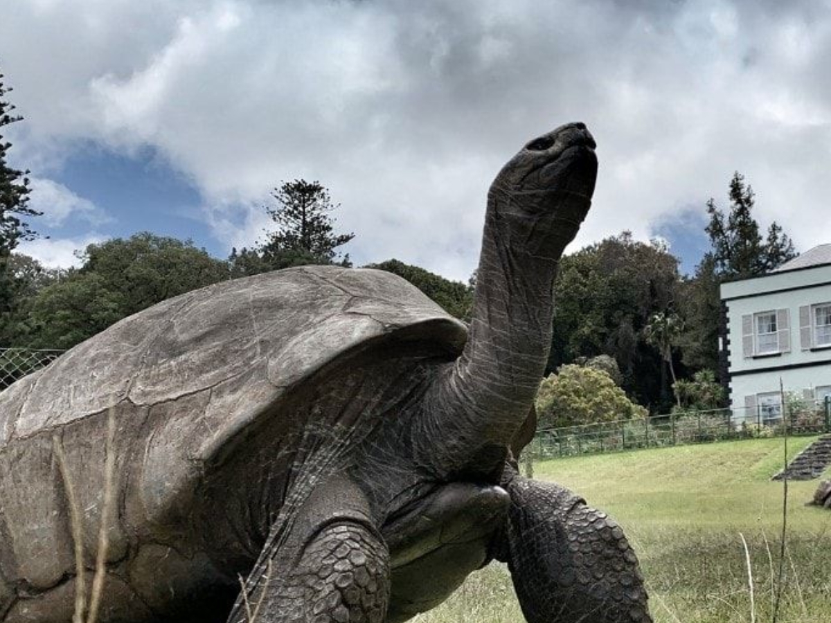 The Turtle's Current Condition - Photo Gallery