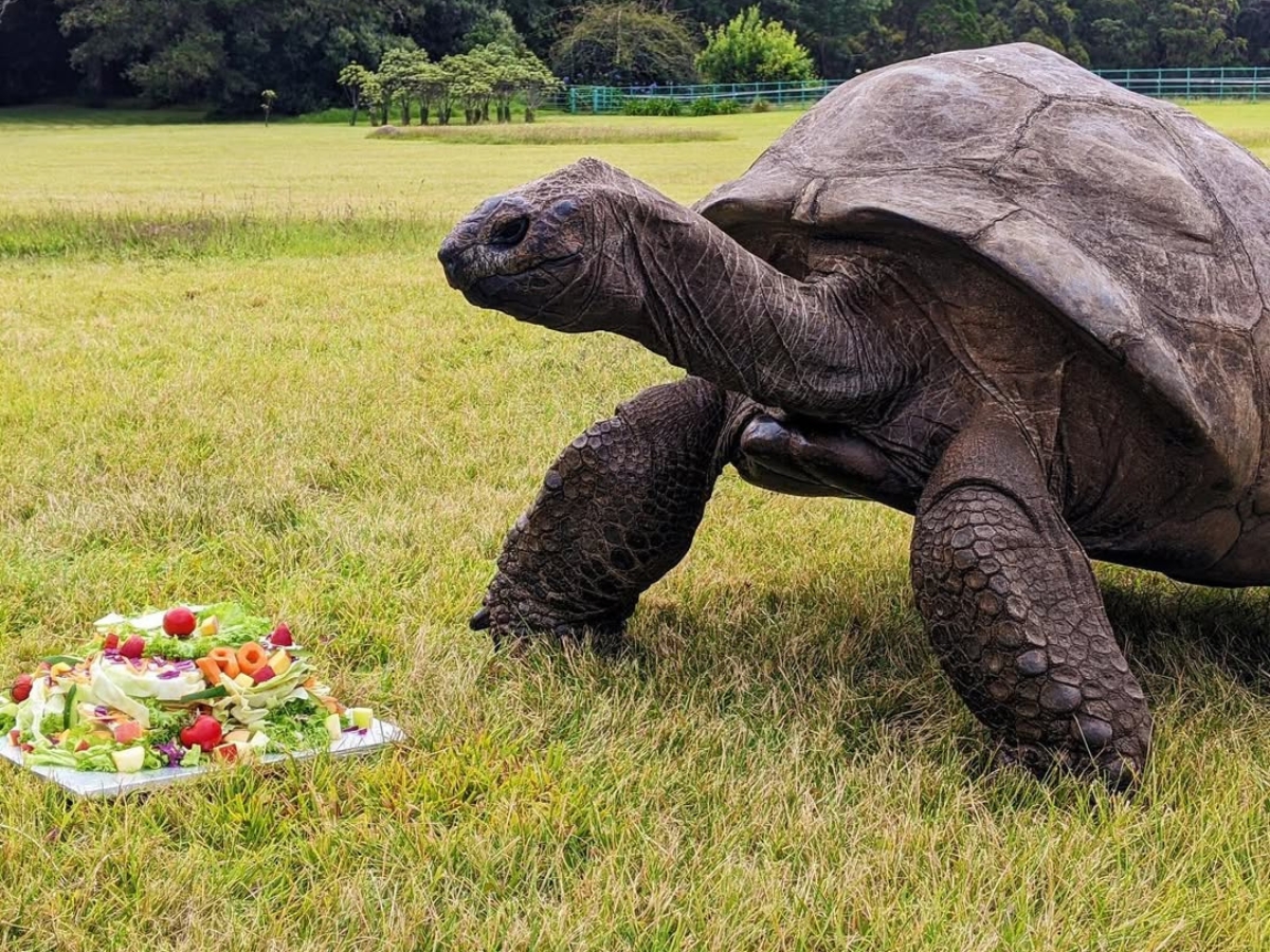 This tortoise is a world record holder. - Photo Gallery