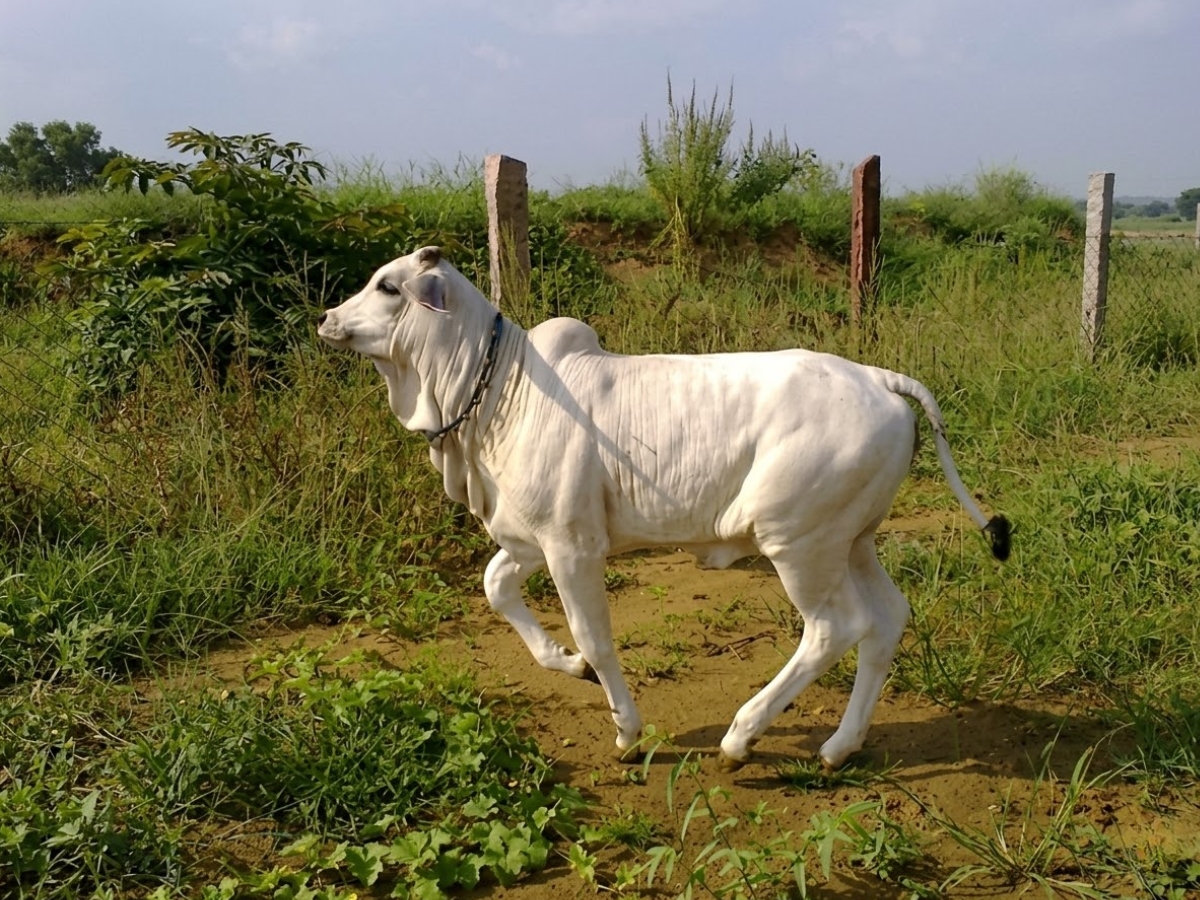 price - Photo Gallery